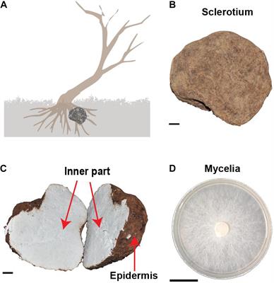 Genomic and Transcriptomic Insight of Giant Sclerotium Formation of Wood-Decay Fungi